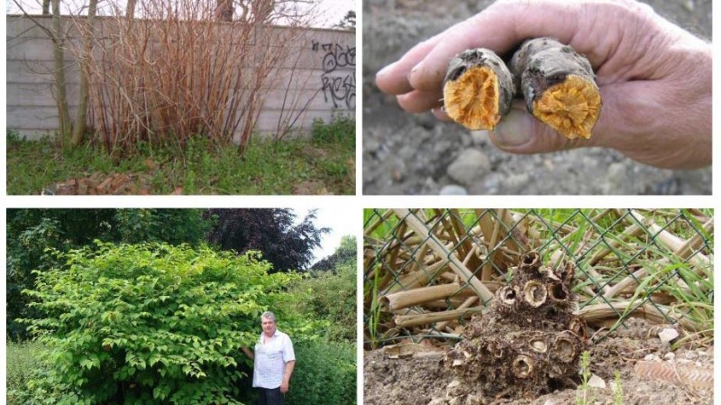 Further examples of Japanese Knotweed