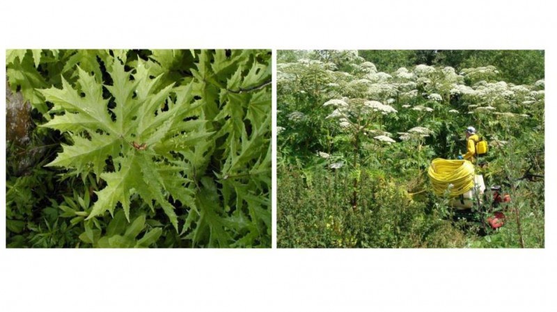 Further examples of Giant Hogweed 